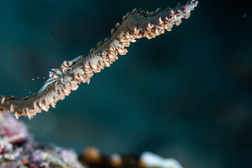 PG Island, Oriental Mindoro Province, Philippines - Close-up of marine life