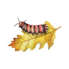 Watercolor caterpillar in leaf of maple vector illustration, white background