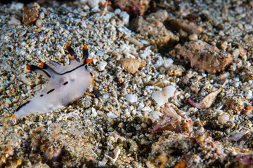 PG Island, Oriental Mindoro Province, Philippines - Close-up of marine life