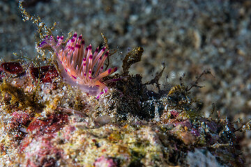 PG Island, Oriental Mindoro Province, Philippines - Close-up of marine life