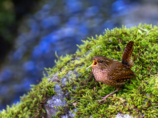 森の水場の苔の上でさえずるミソサザイ