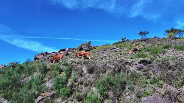 The Cachena cow in Nationalpark Peneda-Geres in North Portugal. It is a traditional Portuguese mountain cattle breed excellent for its meat and traction power