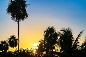 Colorful golden sunset sunrise tropical Caribbean palm trees jungle Mexico.