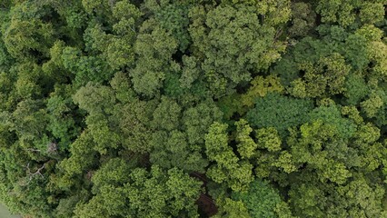 Naklejka premium Aerial view the Tropical forest Healthy environment green tone 