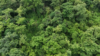 Aerial view the Tropical forest Healthy environment green tone 