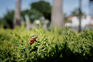 Wildlife. Small lizzard sitting on green bush.