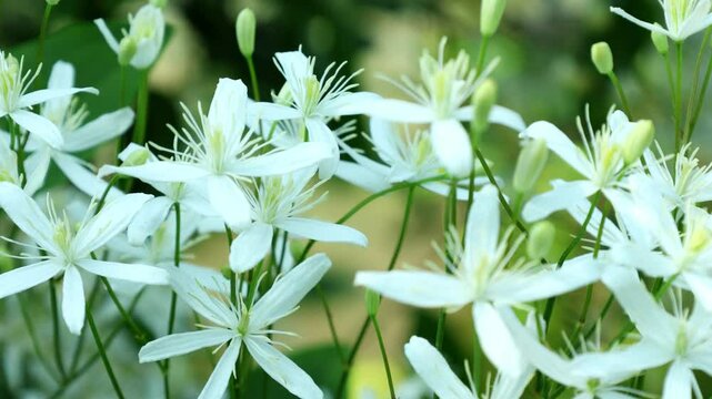 White clematis flowers close-up as a background or backdrop