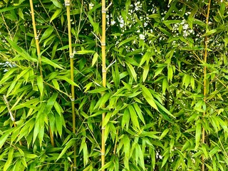 green grass background Bamboo 