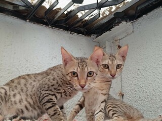 Indian Community Stray Cats Original Breed Highly Intelligent Empathetic, Playful, Joyous Animal Domestic Cats