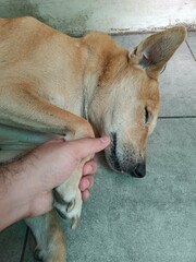 Indian Bharatiya pariah dog sleeping and human holding the hand of the dog to make the dog feel safe in humans hand all lives matter