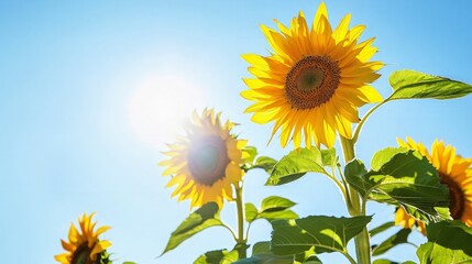 Obraz premium Sunflowers Blooming Under a Bright Blue Sky