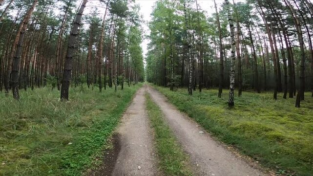 Leśna droga