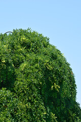 Weeping Japanese pagoda tree