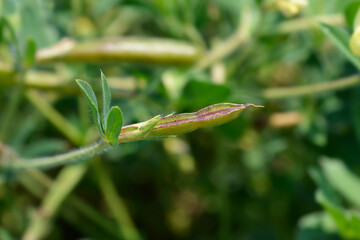 Dragons teeth seed pod