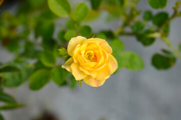 Rose Golden Penny flower
