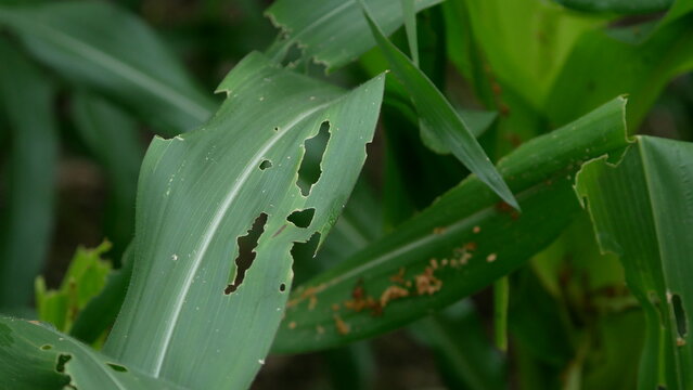 Corn pests