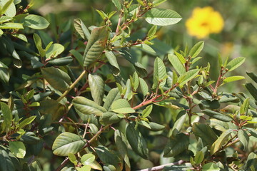 Coastal California Buckthorn, Frangula Californica Subspecies Californica, a stately native...