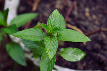 Chocolate Mint in a Spring Garden © Caytlin