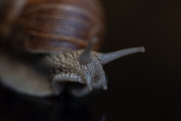 French snail photographed close up.