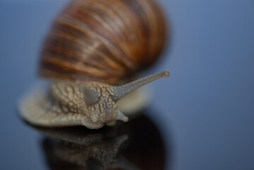 French snail photographed close up.