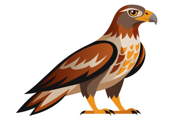 Beautiful bird buzzard vector art illustration