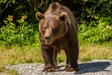 Brown bear at the Transfagarasan, Romania