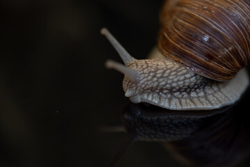 French snail photographed close up.