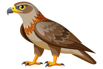 Beautiful bird buzzard vector art illustration