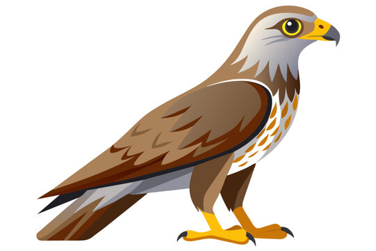 recommend clip art: Beautiful bird buzzard vector art illustration