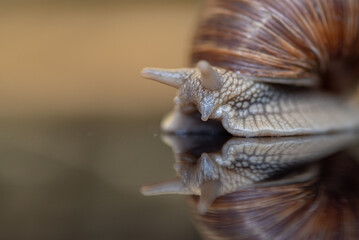 French snail photographed close up.