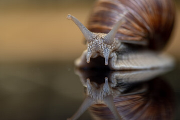 French snail photographed close up.