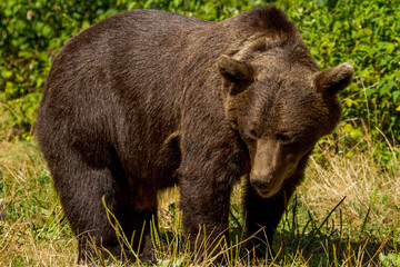 Fototapeta premium Bear on the Transfagarasan, Romania