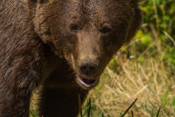 Brown bear at the Transfagarasan, Romania