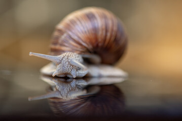 French snail photographed close up.