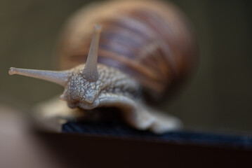 French snail photographed close up.