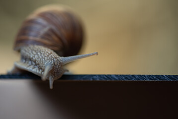 French snail photographed close up.