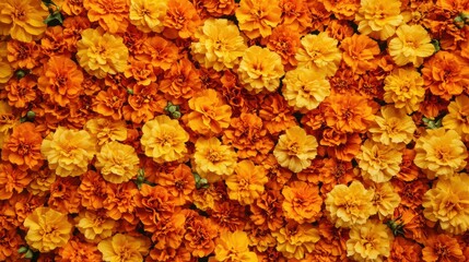 Top view of marigold flowers in vibrant orange and yellow hues