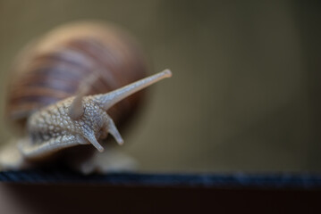 French snail photographed close up.