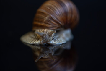 French snail photographed close up.