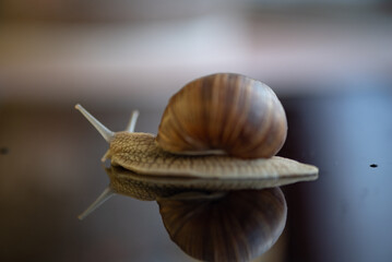 French snail photographed close up.