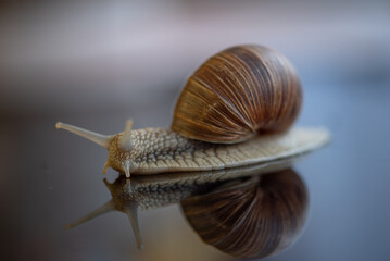 French snail photographed close up.