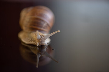 French snail photographed close up.