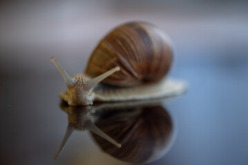 French snail photographed close up.