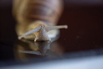 French snail photographed close up.