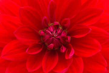 Fresh beautiful soft bright red opened dahlia flower head background. Closeup. Top down view.