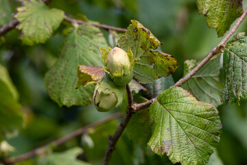 Young hazelnuts (filbert, kobnuss) grow on the tree. Green hazelnut from organic nut farms. Hazelnuts or coconuts with leaves in the garden. The concept of Filbert plant production harvest. Hazelnut