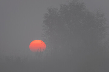 air balloon in the sky