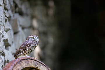 Side view of the little owl (Athene noctua), also known as the owl of Athena is posing in front of a stone wall looking.  Blank dark background is ready for your use.