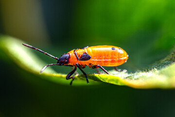 red bug on leaf