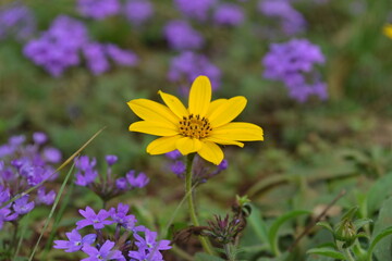 Yellow flower in the field.